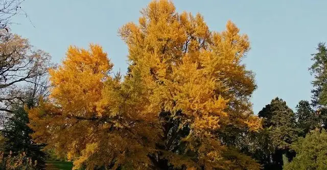 梁朝伟出演匈牙利导演新片《寂静的朋友》聚焦人与植物关系：现场图